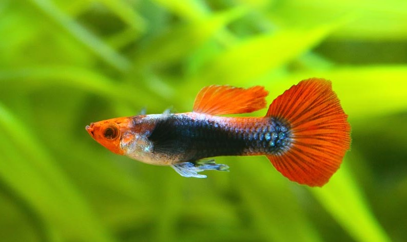 guppy koi tuxedo male